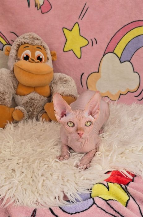 Gatinho Sphynx Macho