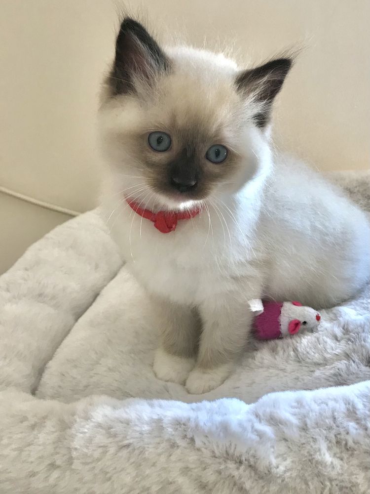 Ragdoll Wspaniała koteczka Olga - Wrzesien