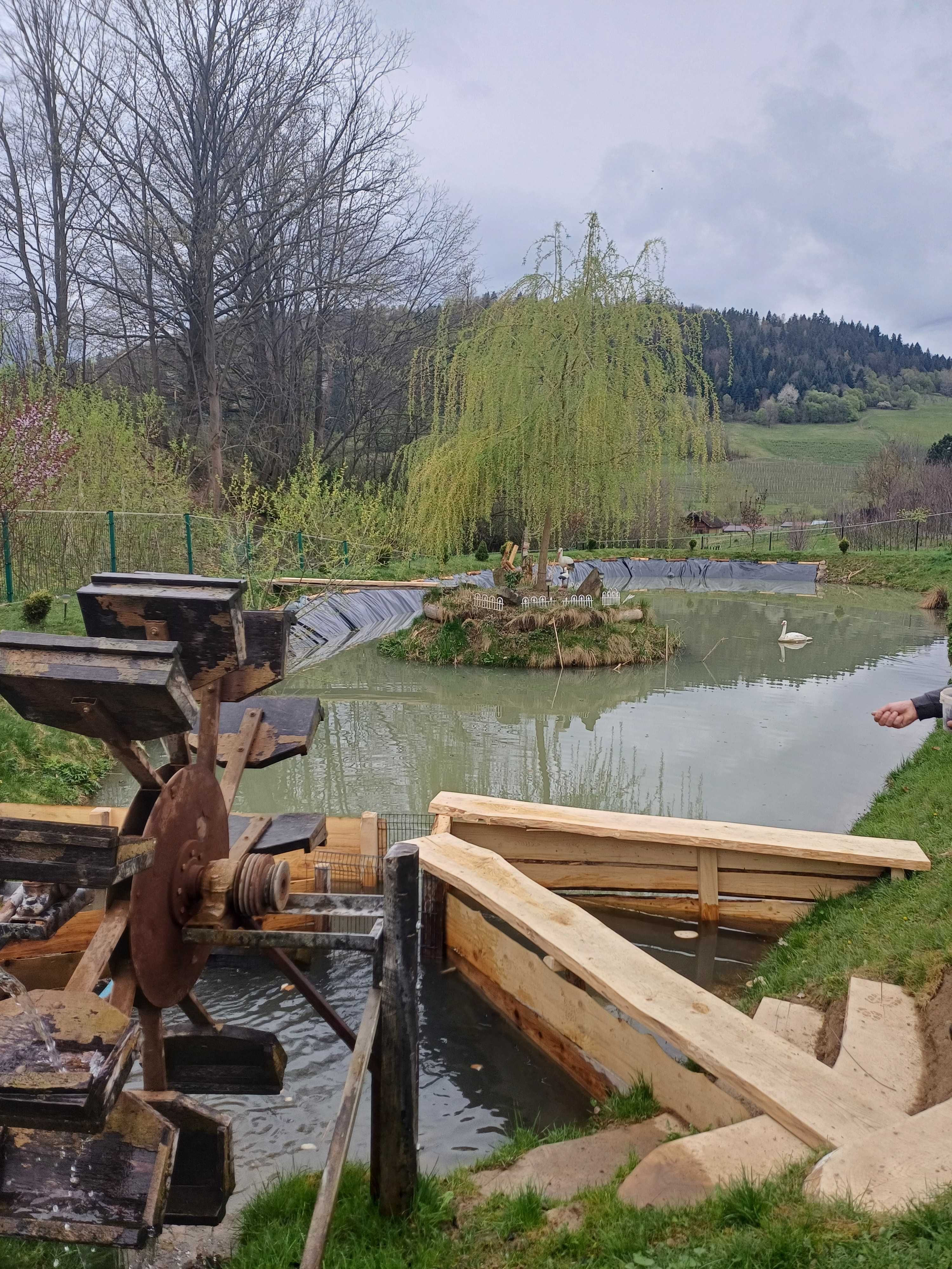 Pstrągi i karpie z własnego stawu