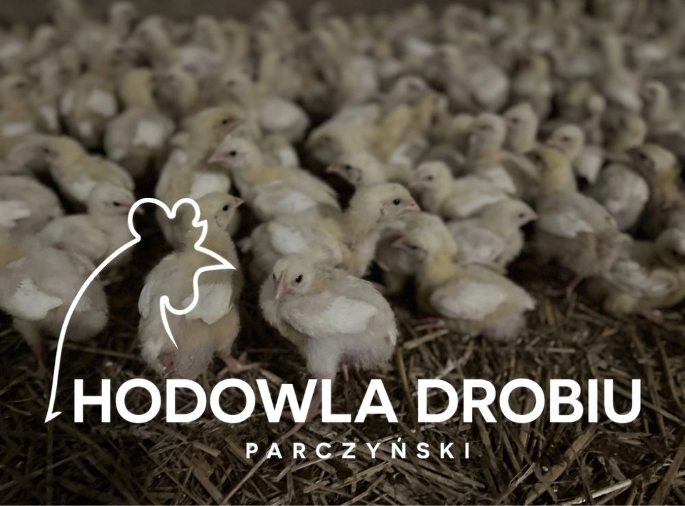 Kaczki, Gęsi, Perliczki i Brojlery! Hodowla Drobiu Parczyński