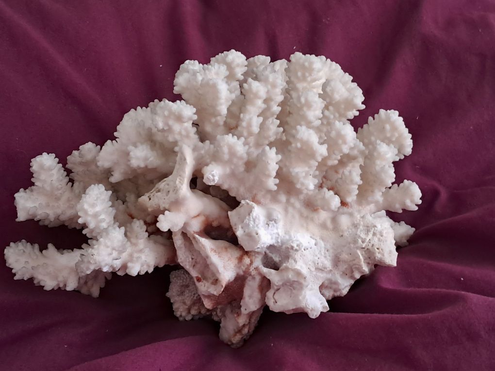 Peça de coral verdadeiro