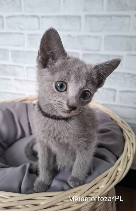 Kocurek rosyjski niebieski