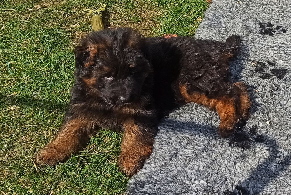 Owczarek Niemiecki długowłosy