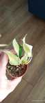 Philodendron gabby cream splash