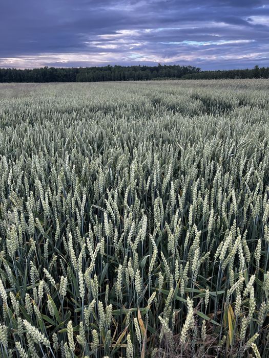 Sprzedam pszenicę zbiór 2025