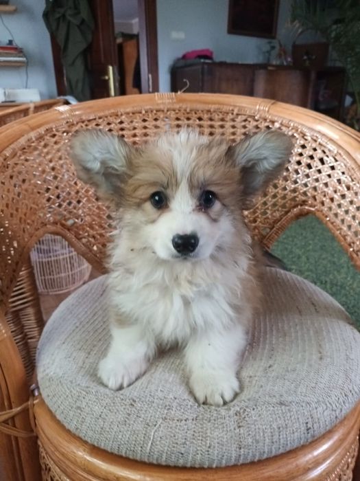 Welsh Corgi Pembroke fluffy
