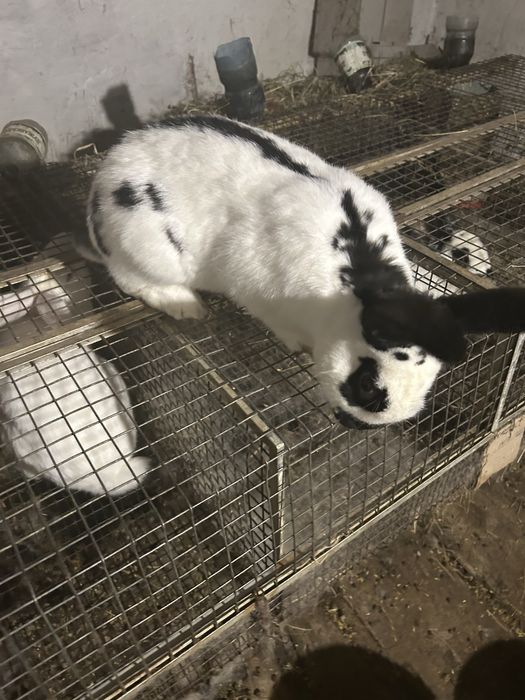 Продам кроликів!