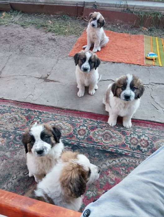 Вільні цуценята Московської сторожової