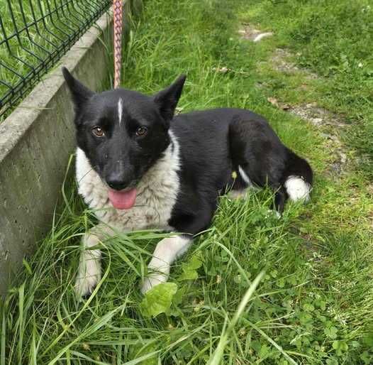 Suczka w typie rasy karelski pies, znaleziona w Gminie Gać