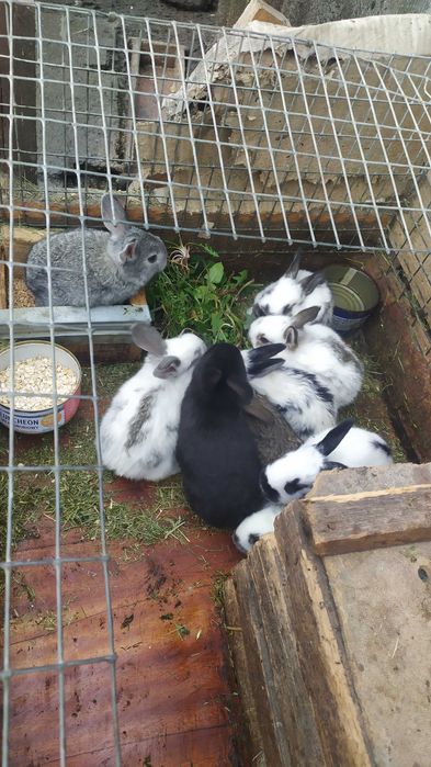 Продам крольчат 1.5 мес