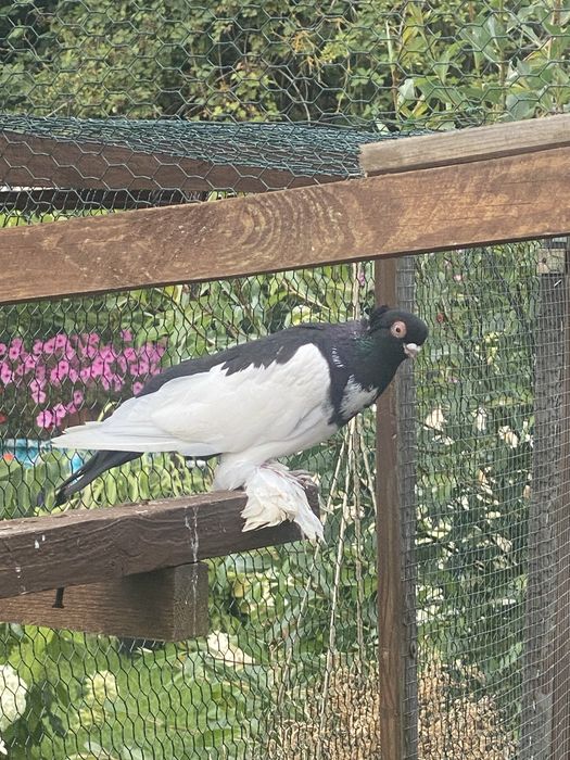 Golebie ozdobne dwie pary