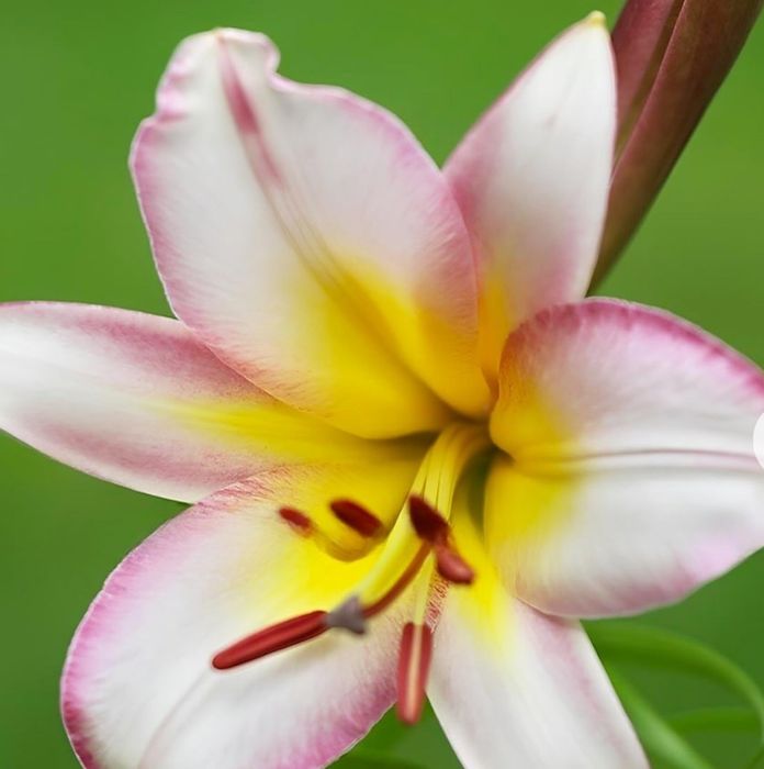 Лілія  цибулини