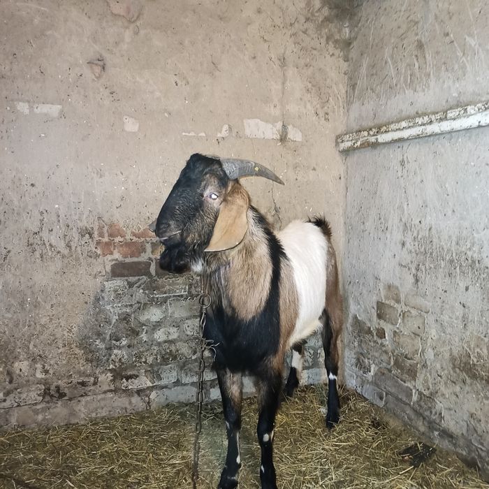 Продам Нубийского козла и козлят