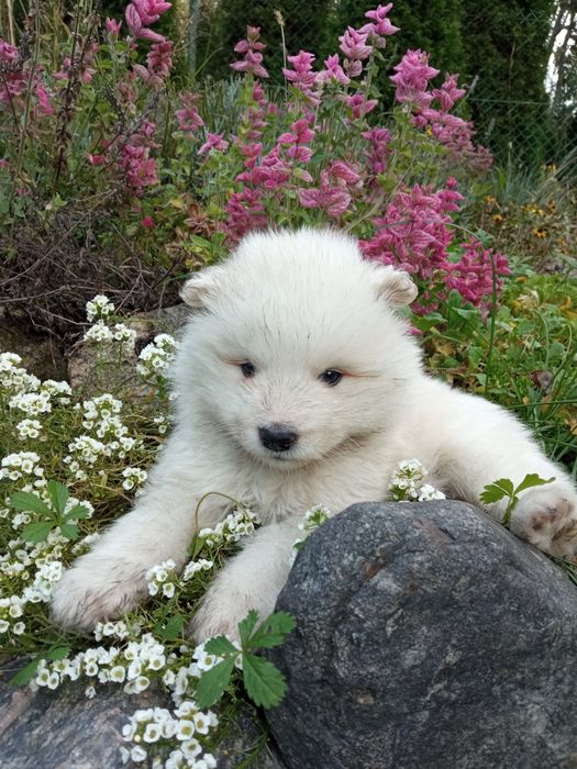 Samoyed szczeniak