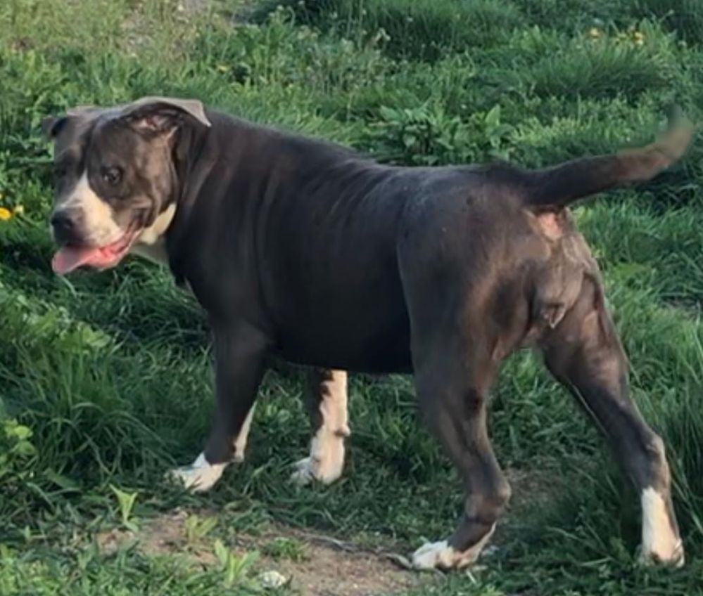 American Bully XL