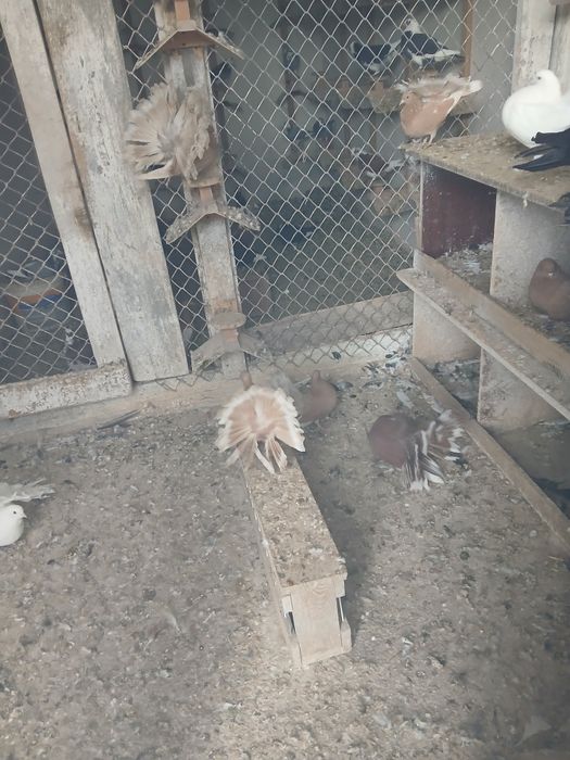 Pawik  pawiki na lęcie