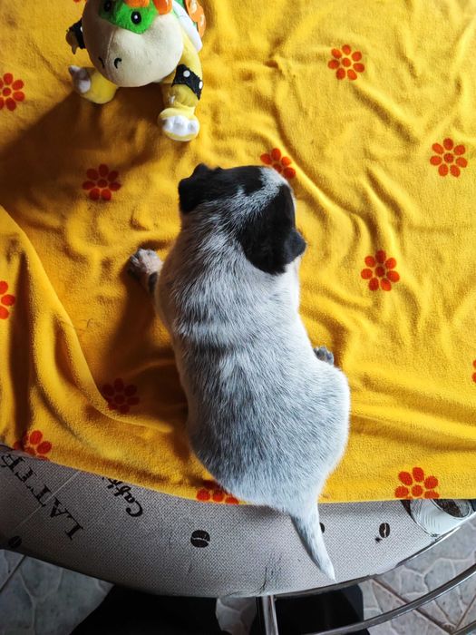 Suczka Australian Cattle Dog