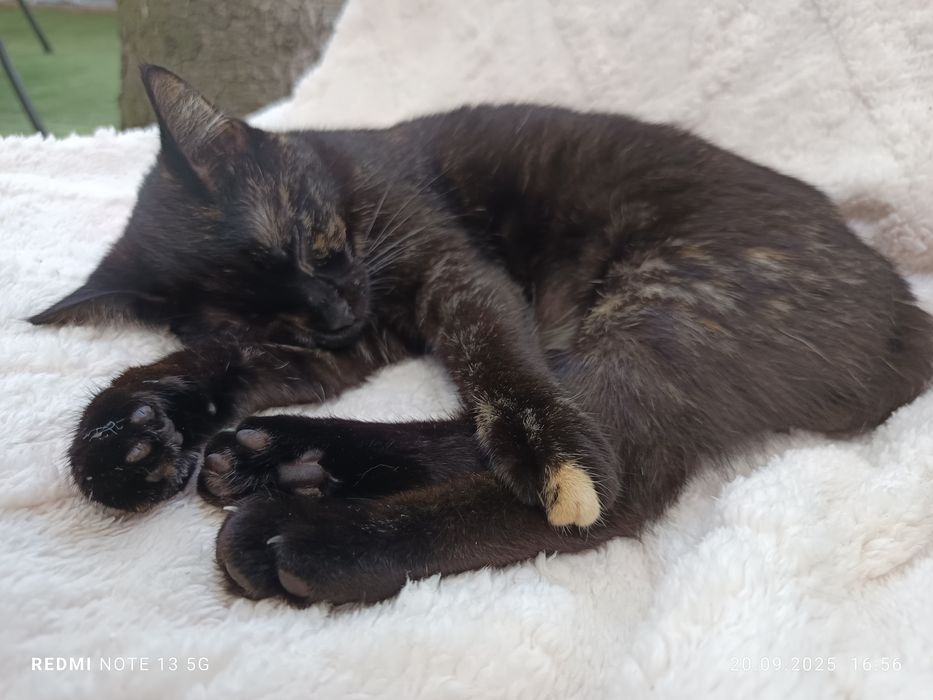 Bułeczka - piękna szylkretka szuka domku