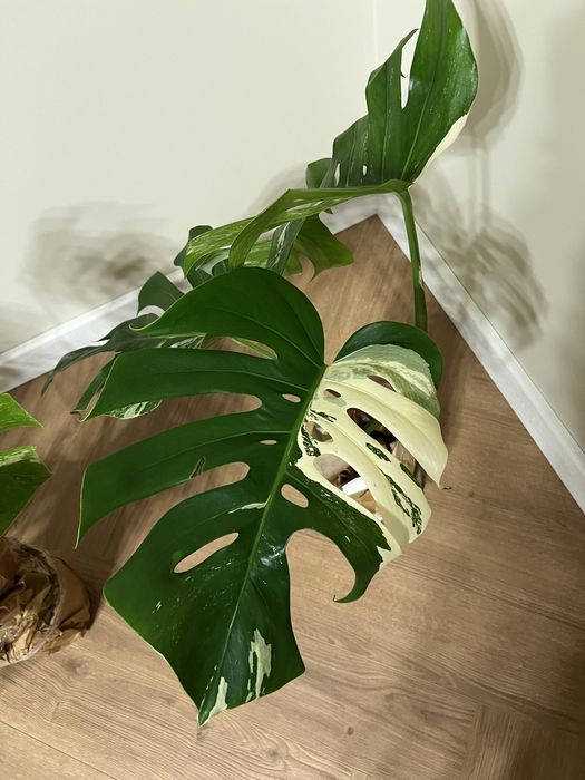 Монстера варієгатна деліціоза
