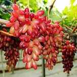 Videira de Uvas dedo de bruxa Compridas ROSÊ - SUPER DOCE - Vermelha