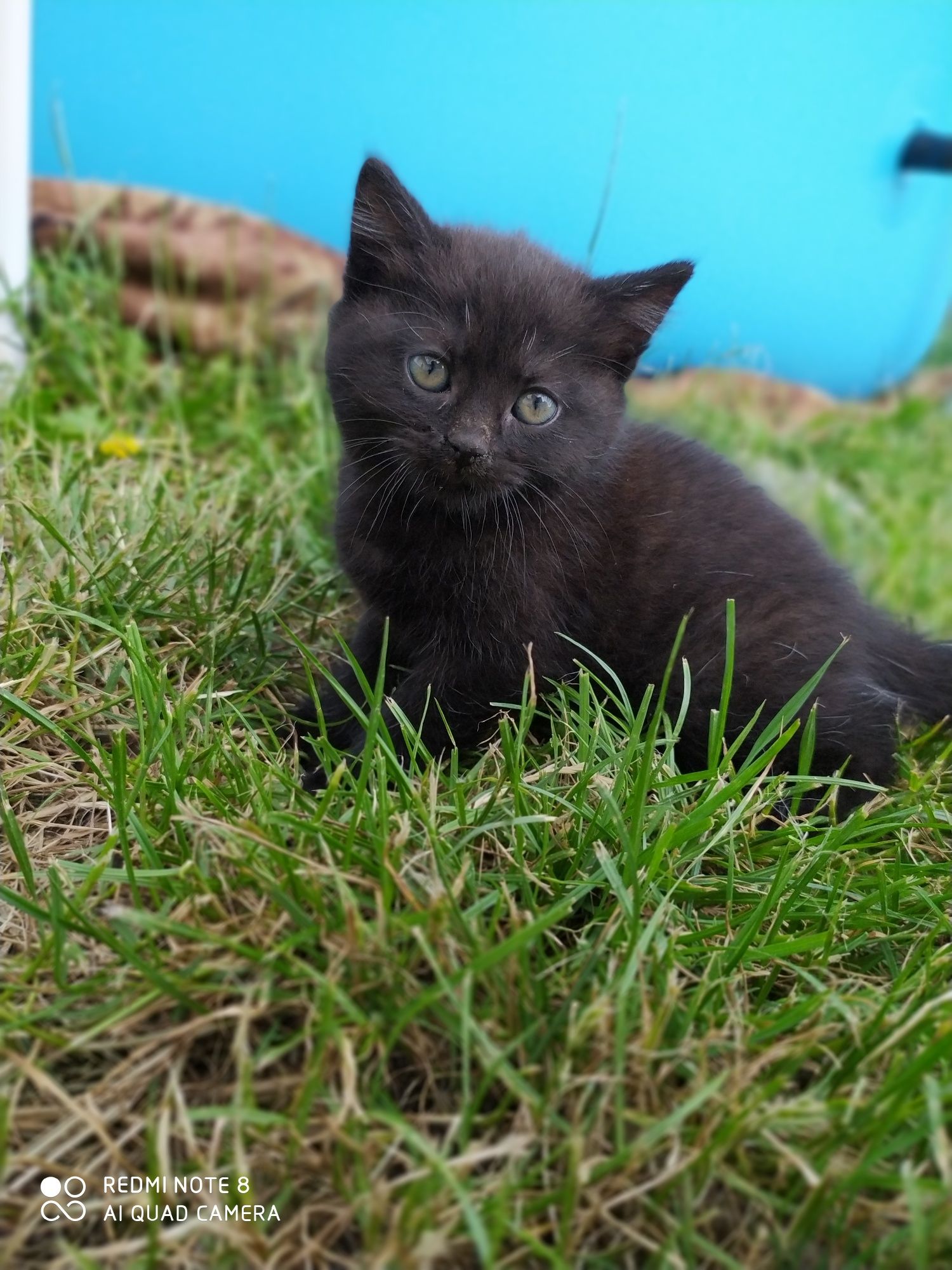 Кошенята, кошеня, котики пухнасті, кошенятко пухнасте біле чорне котик