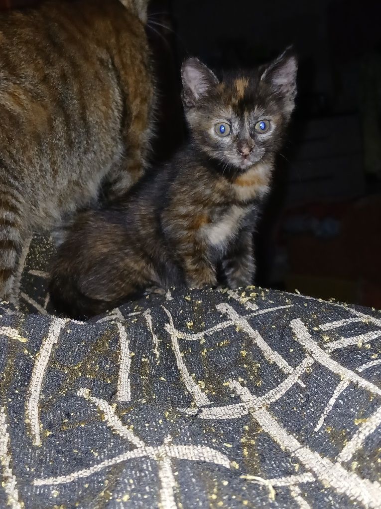 кошенята шукають люблячі домівки!