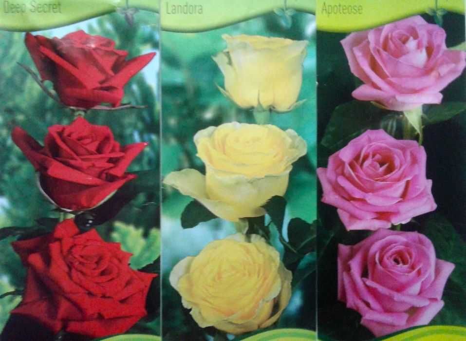 Roseiras raras . várias cores para plantar