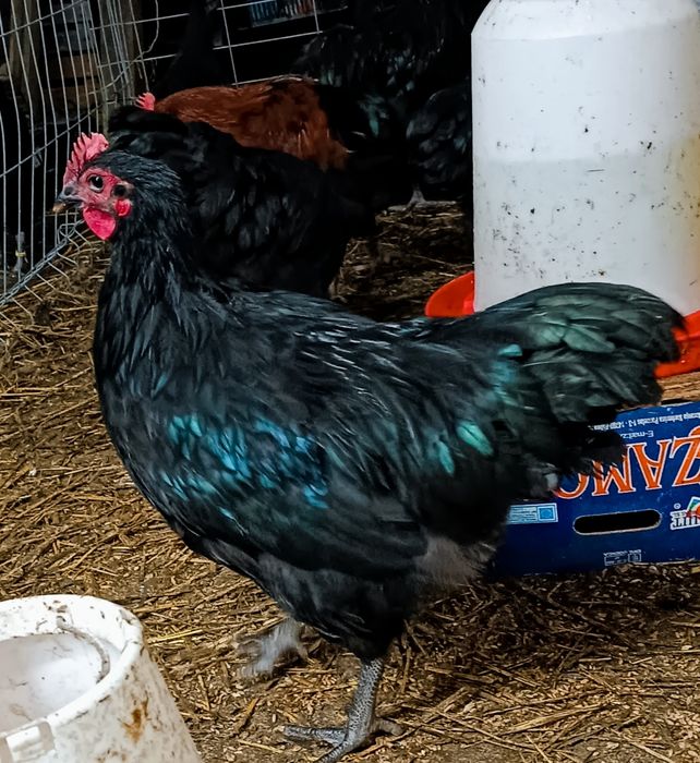 Koguty Australorp Wyandotta Lakenfelder Marans koguty młode