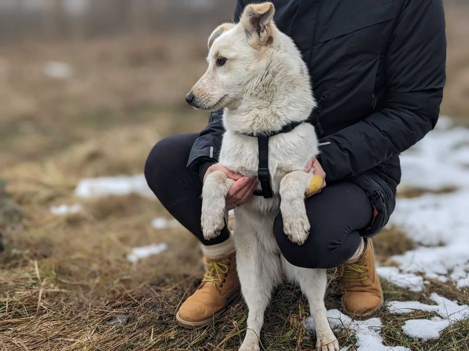 Маленька собачка шукає дім