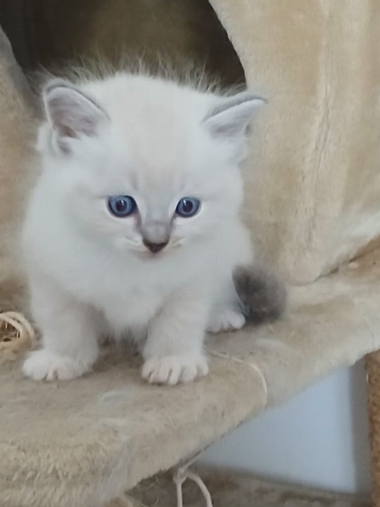 Ragdoll śliczna kotka