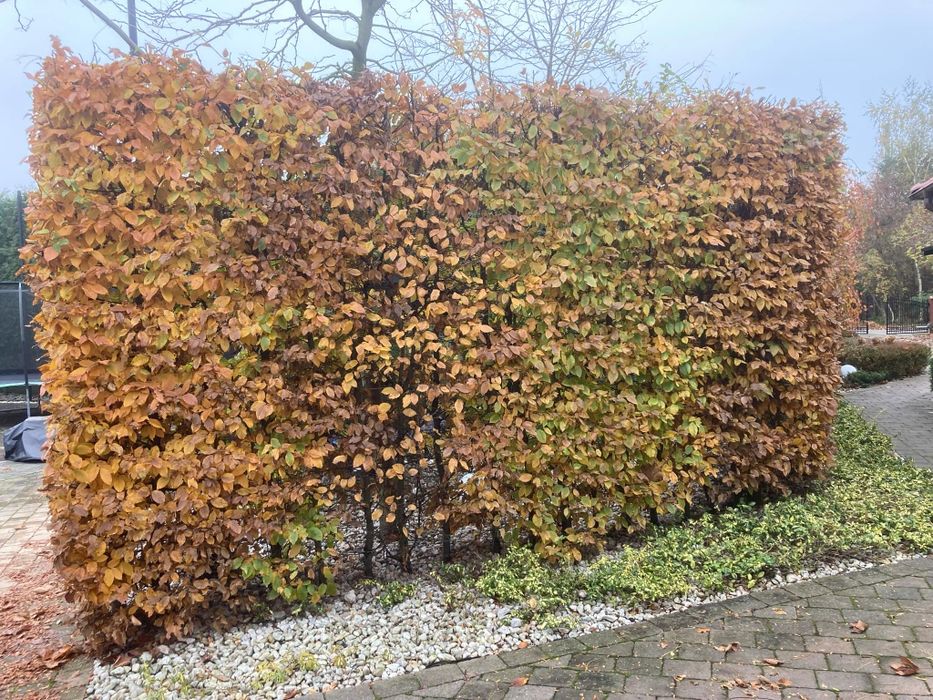 Brzoza grab sosna brodawkowata Betula pendula sadzonki drzewa 2m 3m 4m