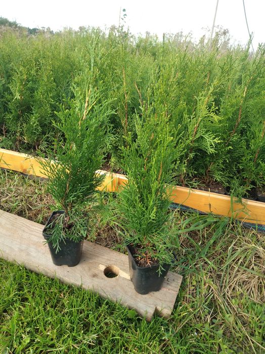 Tuje szmaragd w doniczce 50-60 cm 4 zł