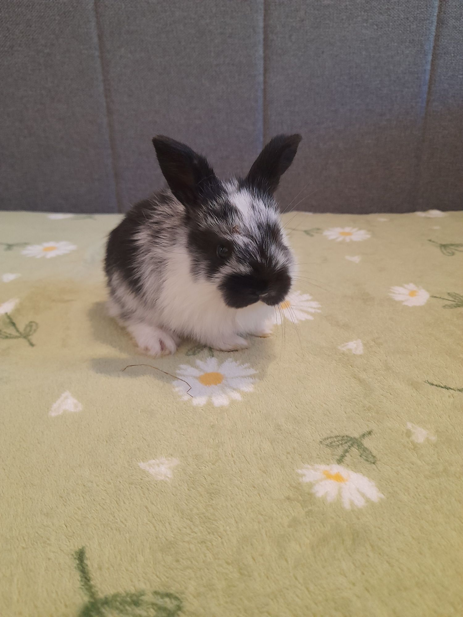 Króliczki mini lop
