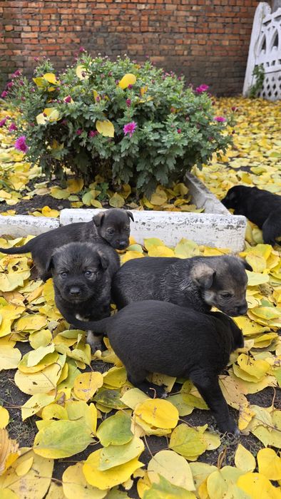 Цуценята в добрі руки