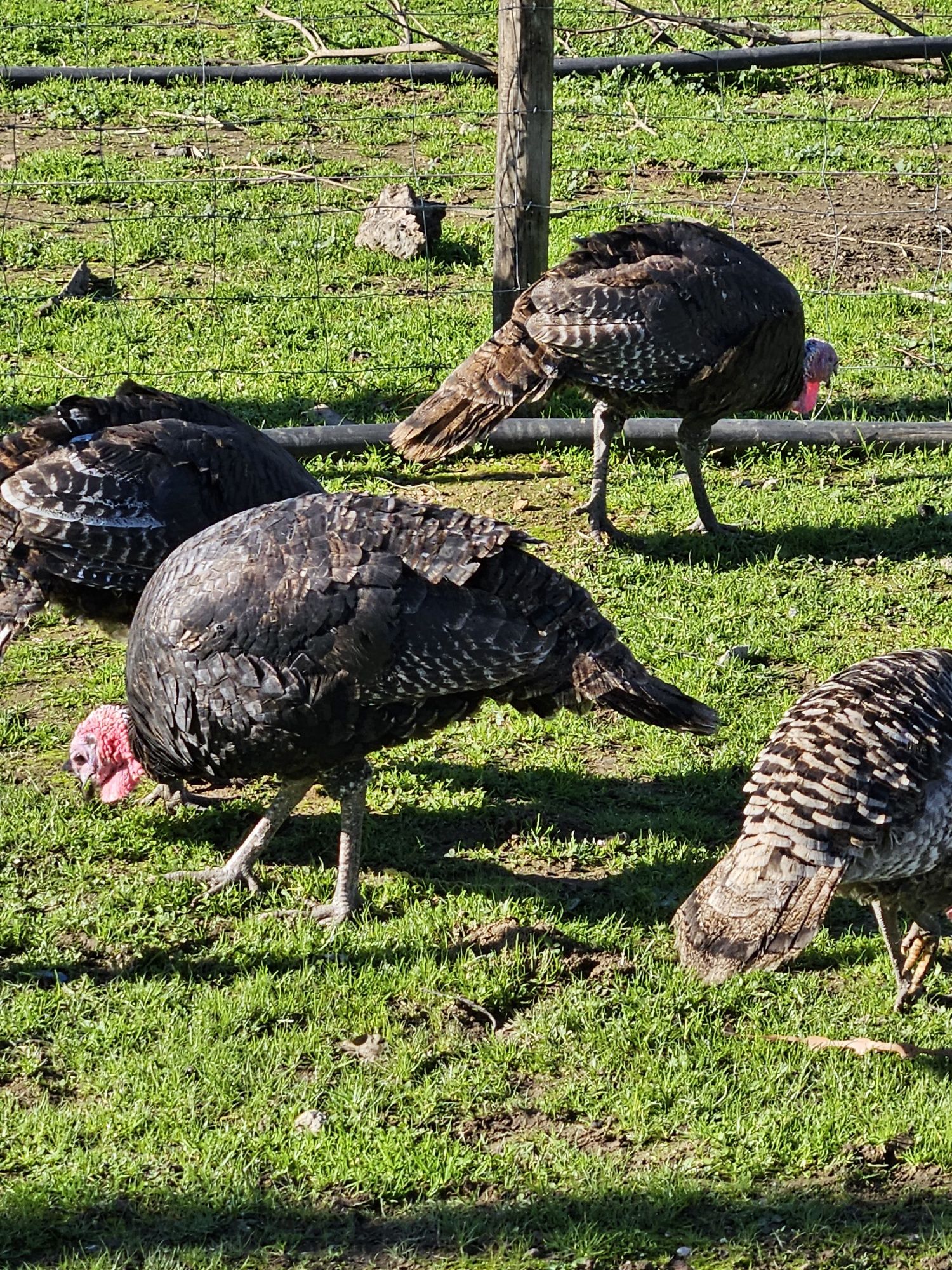 Perús do  campo vários tamanhos