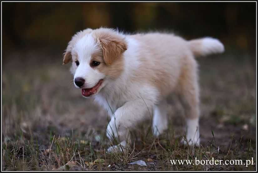 psy szczeniaki Border Collie ZKwP FCI piesek PEDRO