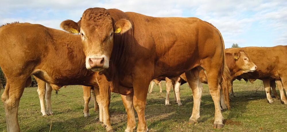 Buhaj,byk, rozplodnik Limousine