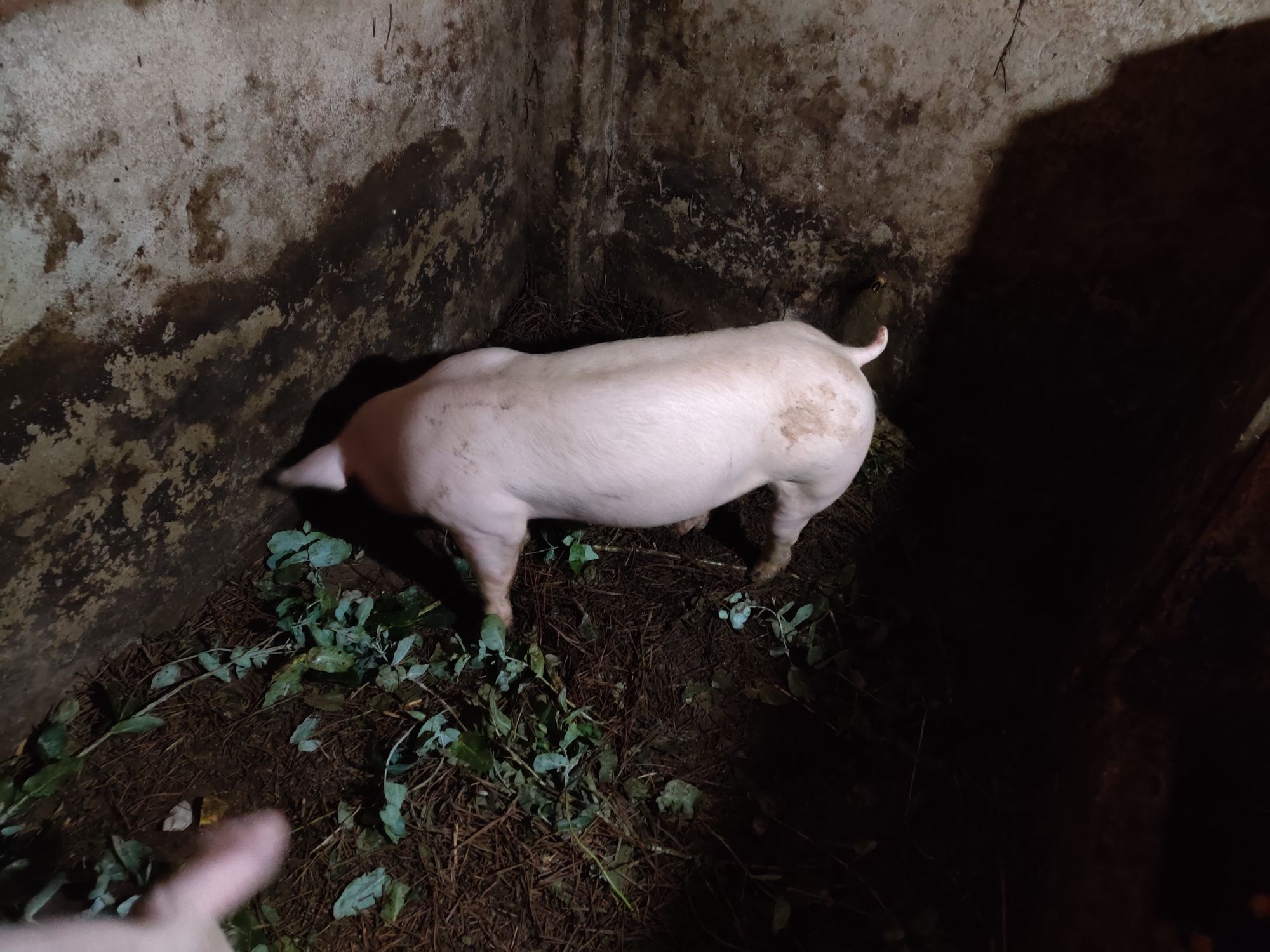 Porcas pietran tenho vários tamanhos