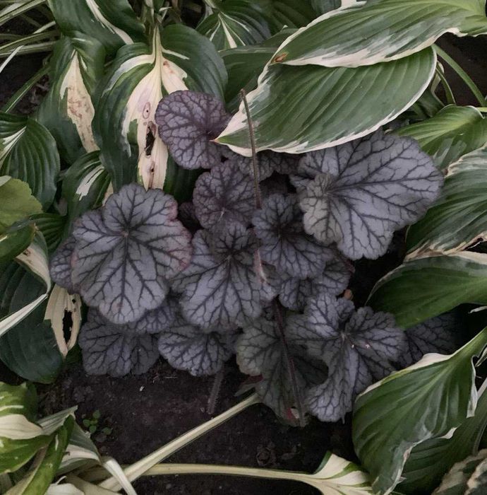 Гейхера багаторічна, Набор 3  різних сортів