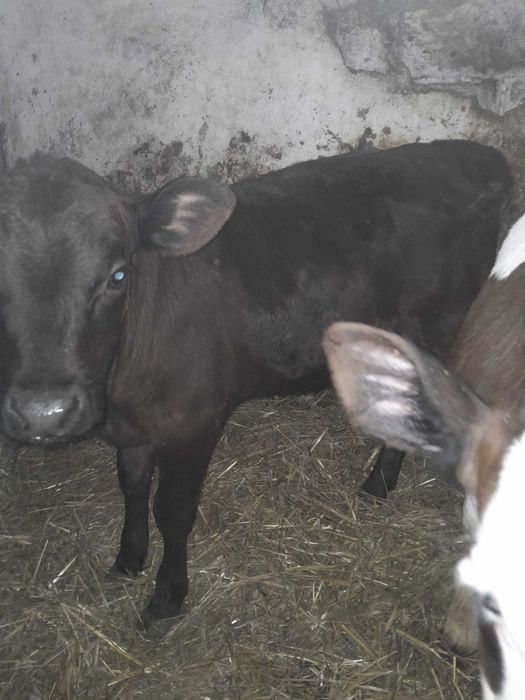 Byczki cielaki sprzedam