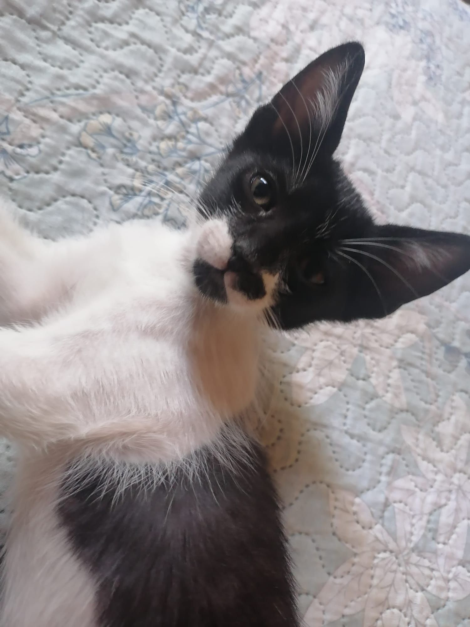 Gatinhos pará dar