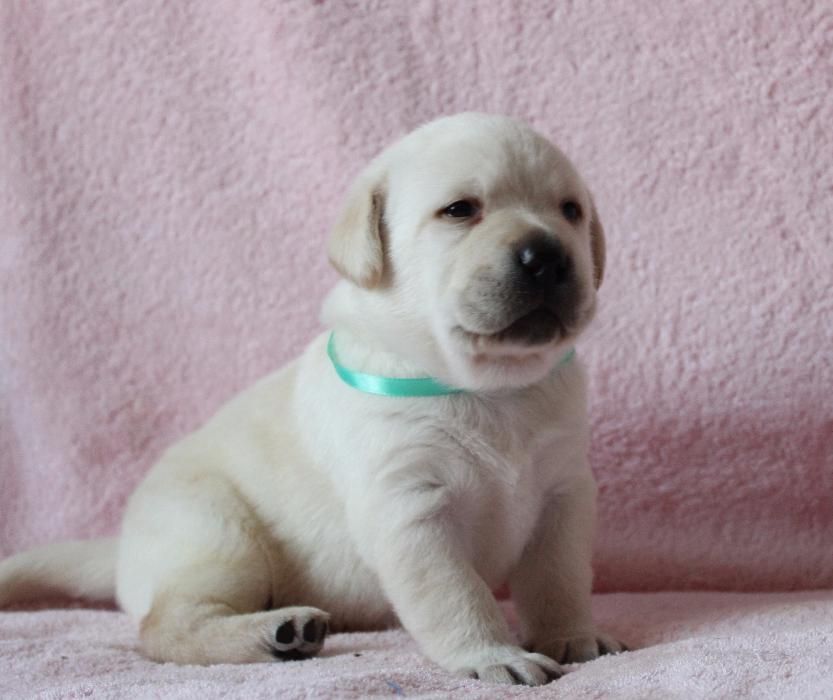 Перспективные щенки Лабрадора.