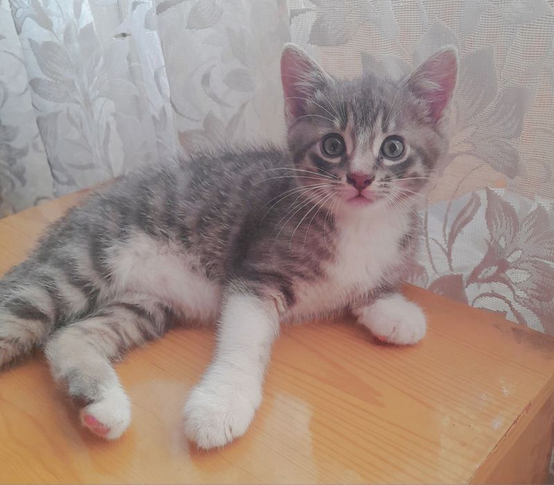 Віддам кошеня в добрі руки