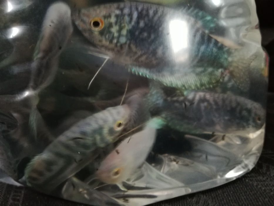 gurami marmurkowe