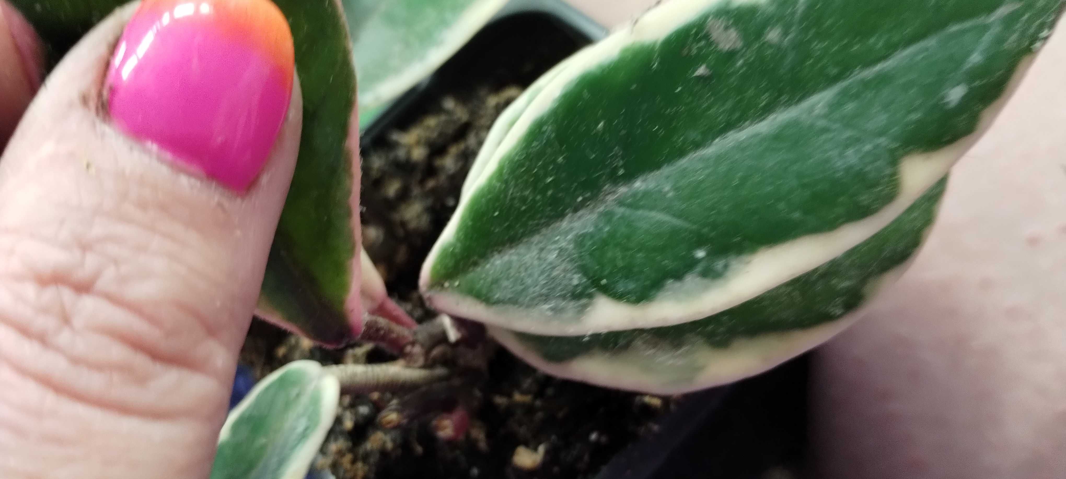hoya flamingo dream