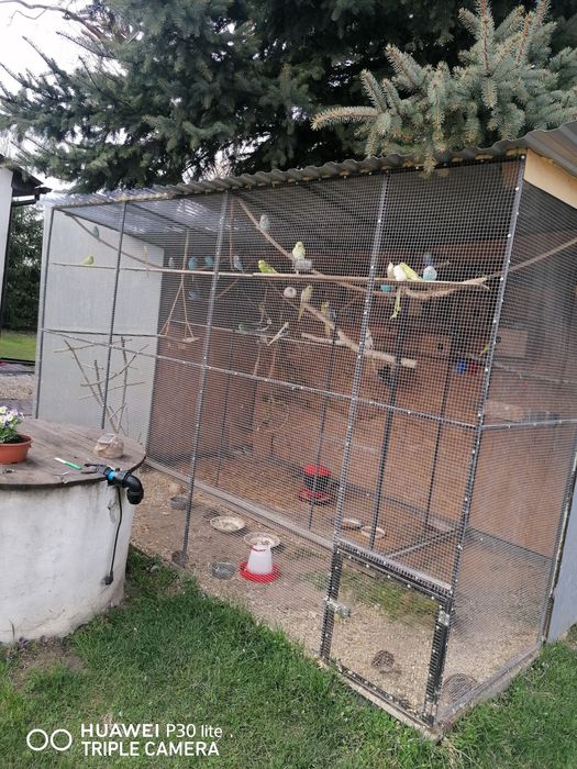 Papugi faliste          .