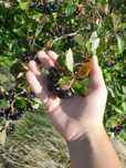 Aronia owoce sprzedam