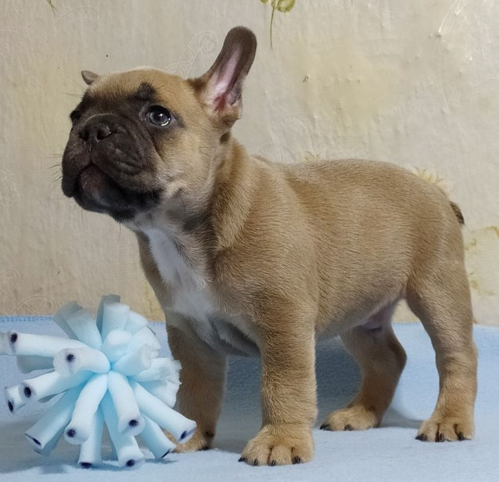 Малыш франичек бульдог