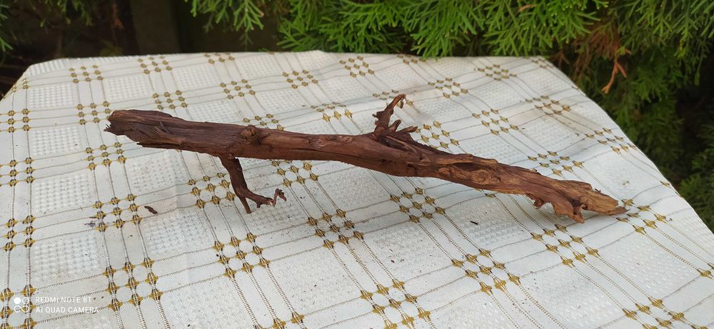 Korzeń mangrowca-30cm