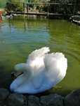 Casal de Cisnes Branco reprodutores.